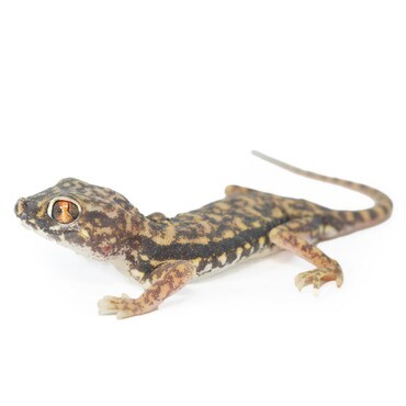 Dune Gecko